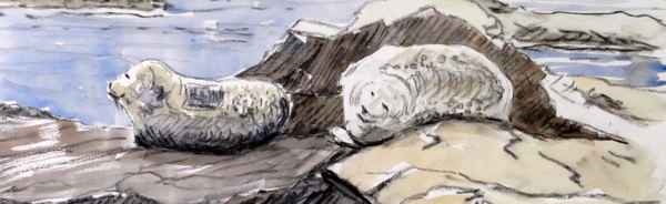 common seals